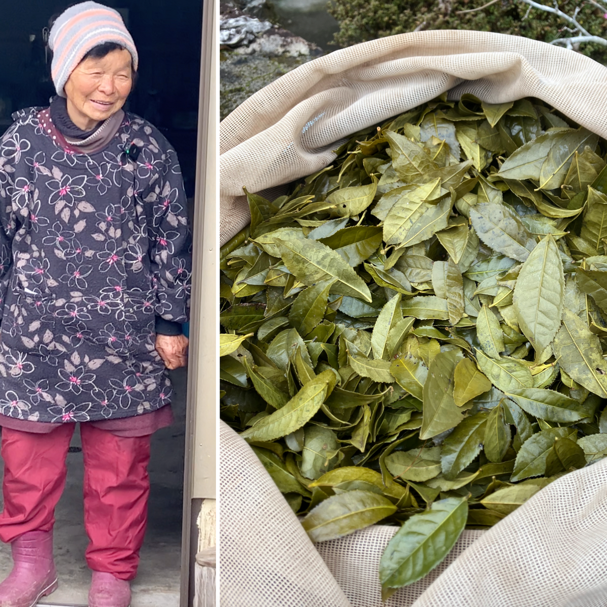 Granny Kancha and the last Shishikui kancha harvest – Yunomi.life