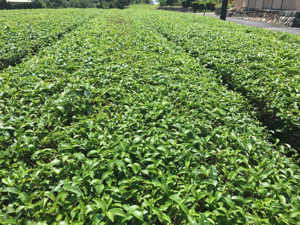 Pesticide Residues in Japanese tea government regulations, positive