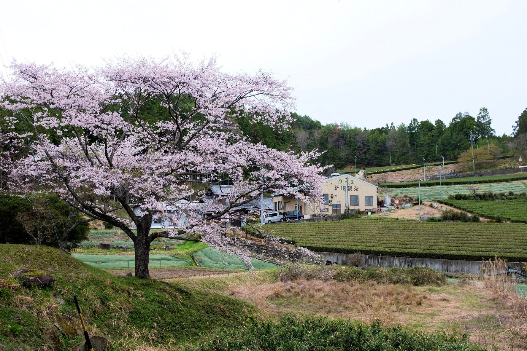 Nitta Tea Farm – Yunomi.life