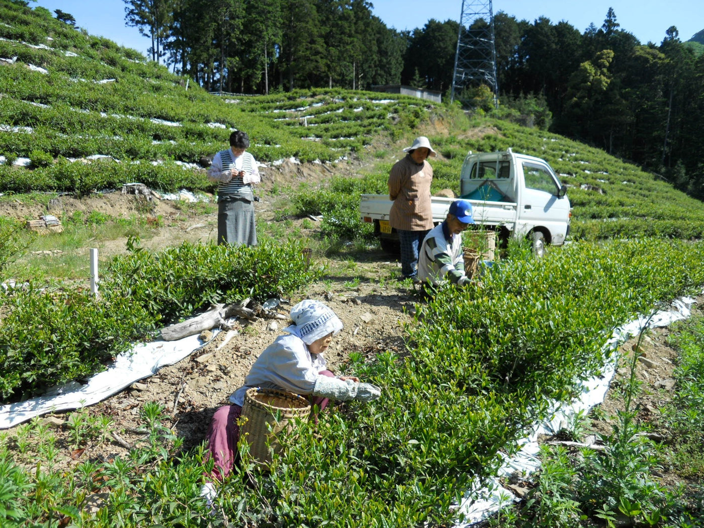Oishi Tea Farm - Yunomi.life