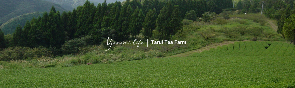 Tarui Tea Farm: Organic Autumn Hojicha, Roasted Shizuoka Green Tea - Yunomi.life