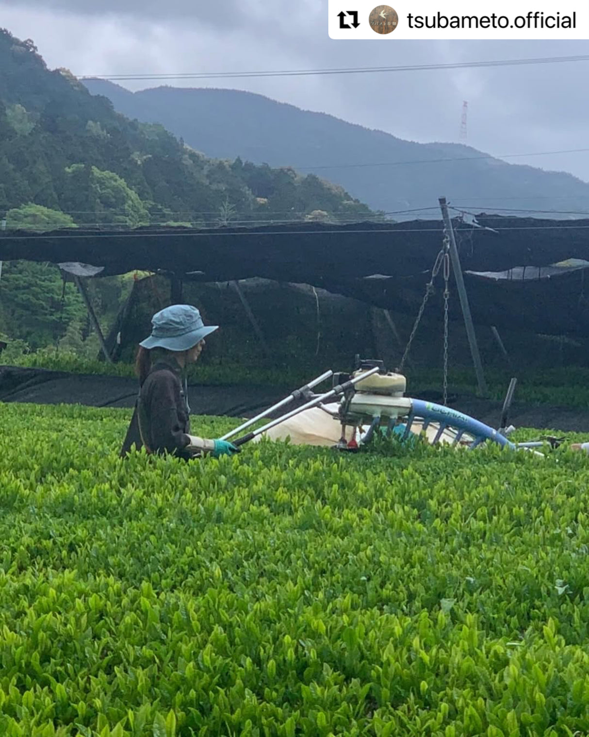#0894.A1 燕から茶畑へ 愛知県岡崎市額田村産直煎茶