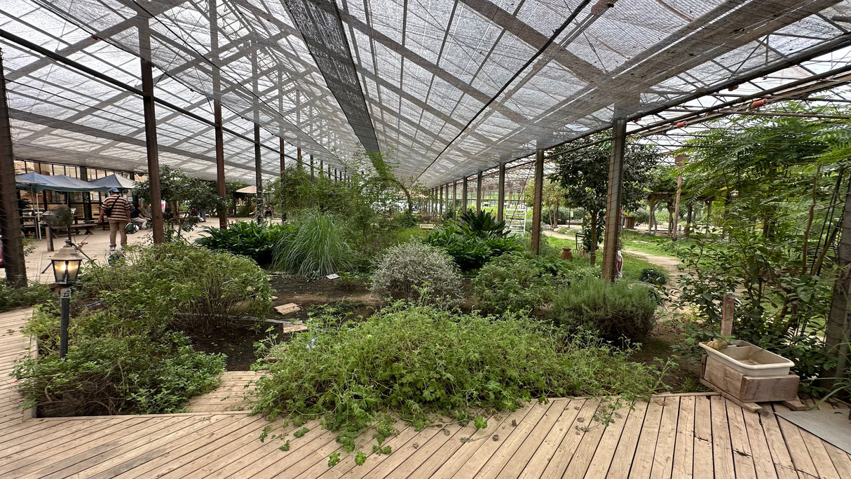 #0969.C1 Otaki Herb Garden: Spearmint (Grown in Chiba, Japan)