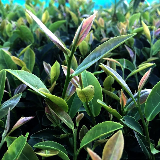 Murakami Tea Garden: Vuoristossa kasvatettu Second Flush Wakocha Zairai Black Tea 和紅茶在来