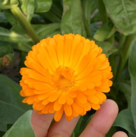 #0949.C1 Otaki Herb Garden: Dried Calendula (aka Marigold) Blossoms Grown in Chiba, Japan