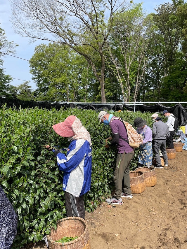 #0558.S2 - 2025 Handpicked Hatsuzumi Sayamacha Kirari 31, Single Cultivar by Award-Winning, 15th Generation Farmer, Okutomi Masahiro