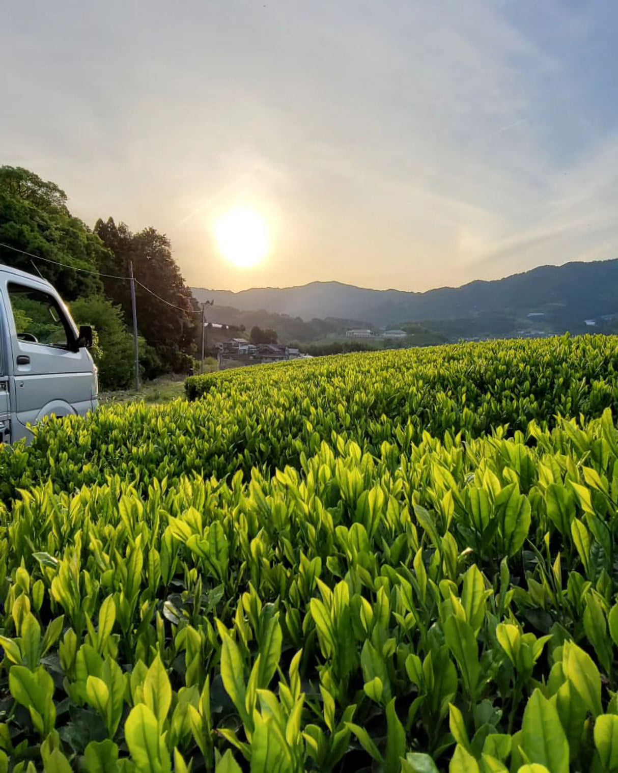 #0115.K6 Wazuka no Asahi - Asahi Cultivar Matcha, Naturally Grown by Azuma Tea Garden, Standard Ceremonial Grade 和束のあさひ