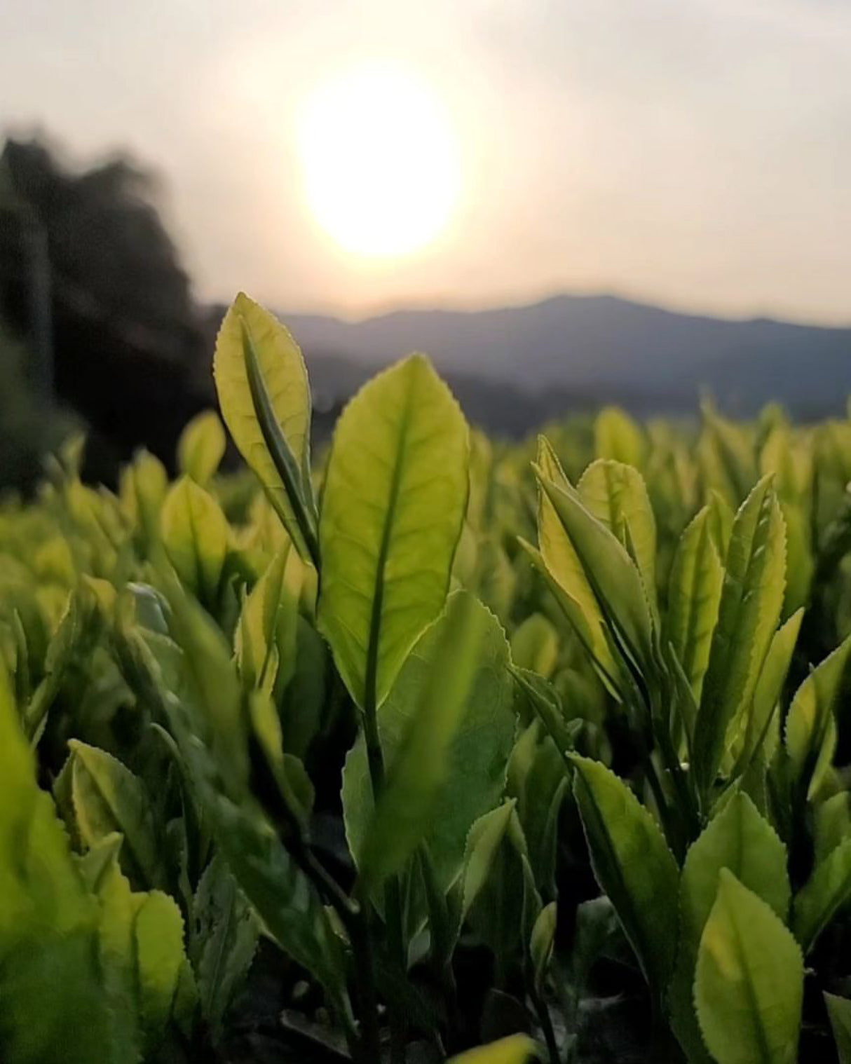 #0115.K6 Wazuka no Asahi - Asahi Cultivar Matcha, Naturally Grown by Azuma Tea Garden, Standard Ceremonial Grade 和束のあさひ