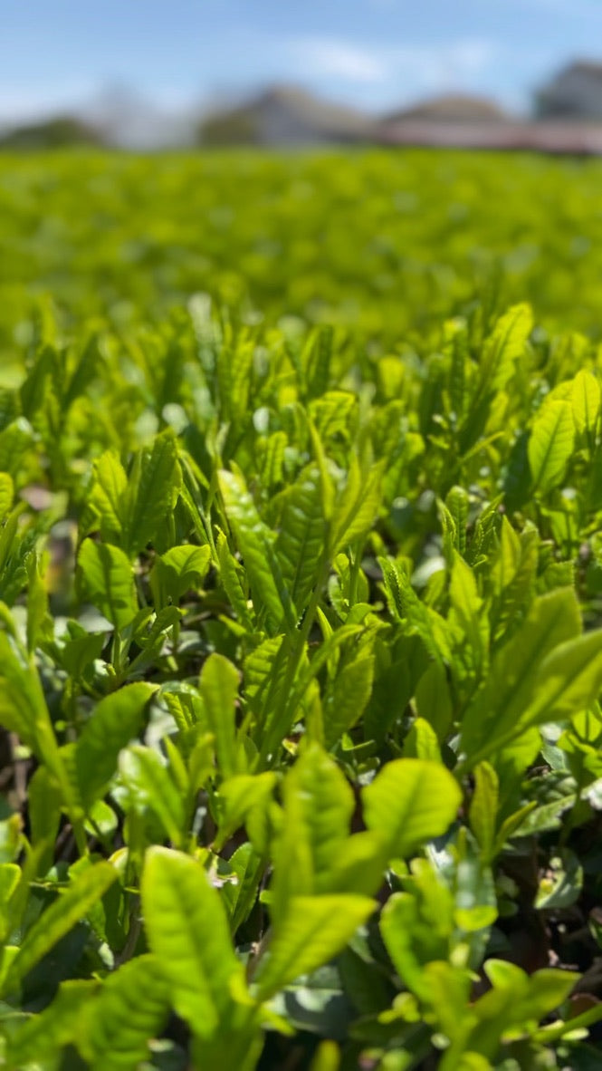 #0170.K3足柄茶ラボ:荻窪煎茶やぶきたマイクロロット(神奈川県小田原市)