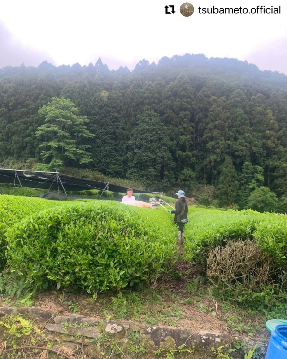 #0894.A1 燕から茶畑へ 愛知県岡崎市額田村産直煎茶