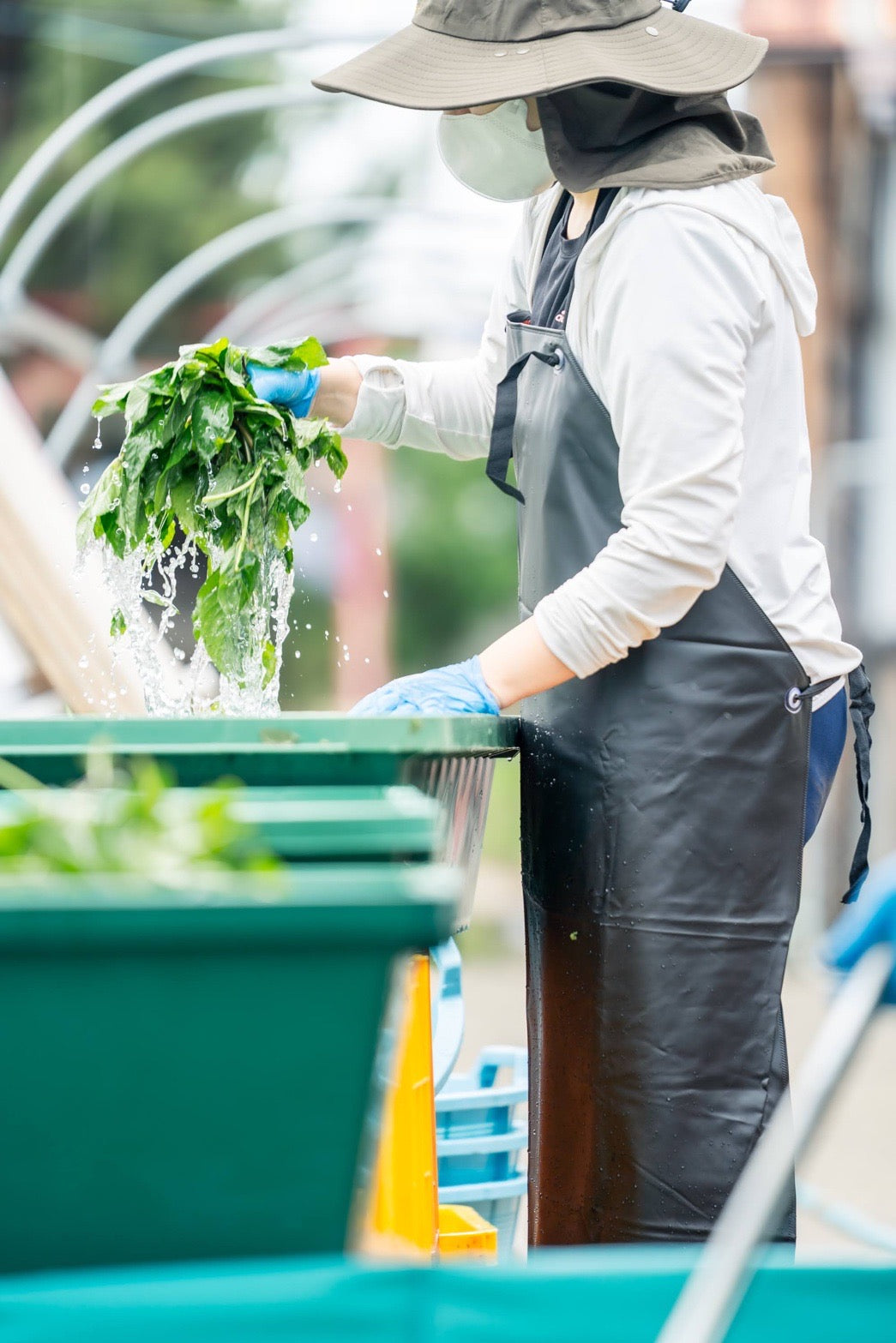 #0944.J1 Hiroko’s Herb Garden: Dried Wahakka Japanese Mint Herbal Tea Grown in Koga Village, Ibaraki, Japan