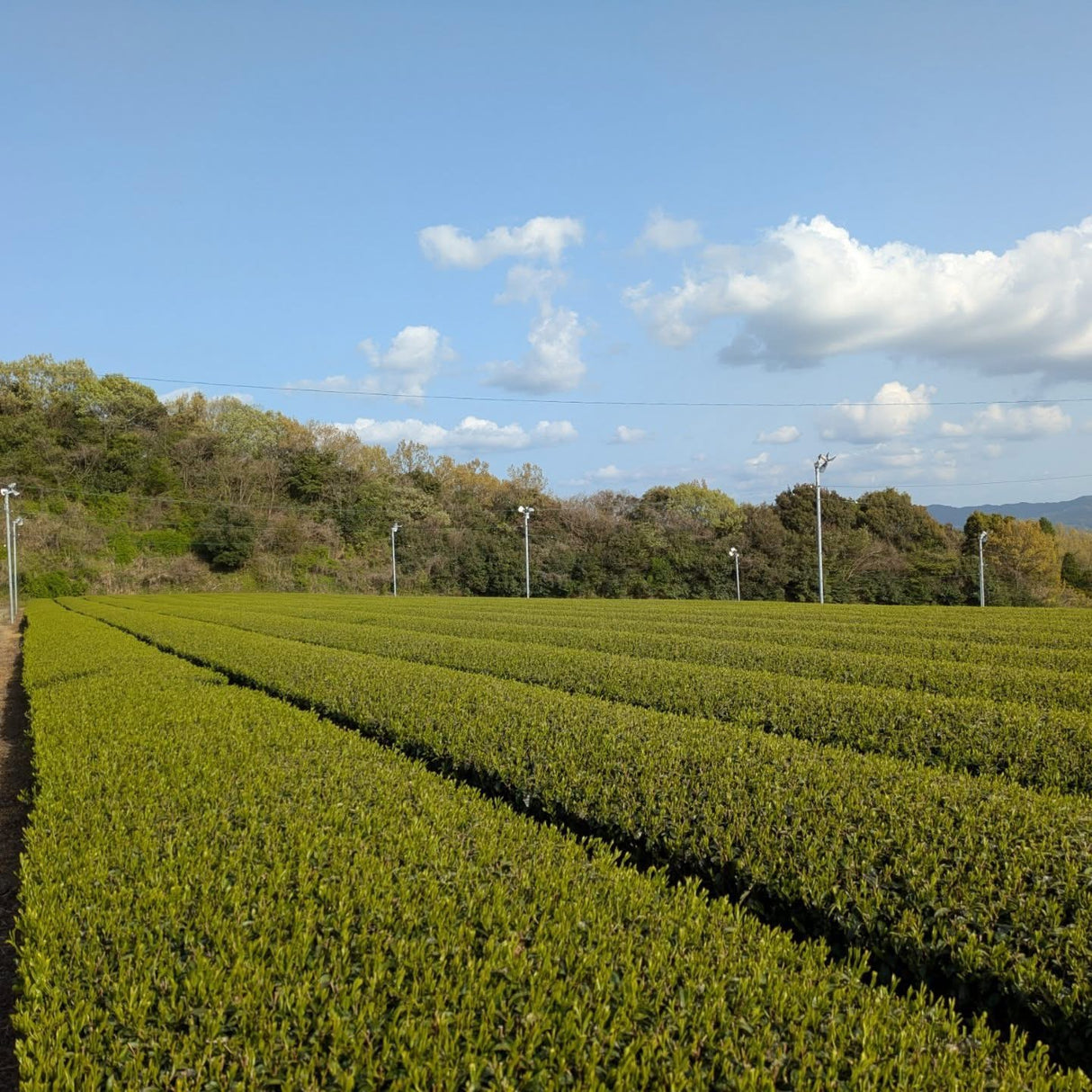 #0434.F2 Kuma Tea Garden FK031: Saemidori Imperial Mountain-Grown Yame Sencha 奥八女上陽茶さえみどり