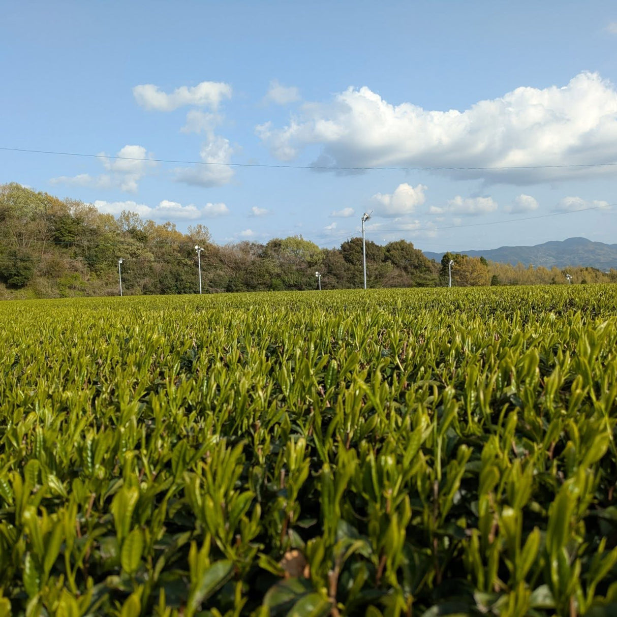 #0434.F2 Kuma Tea Garden FK031: Saemidori Imperial Mountain-Grown Yame Sencha 奥八女上陽茶さえみどり