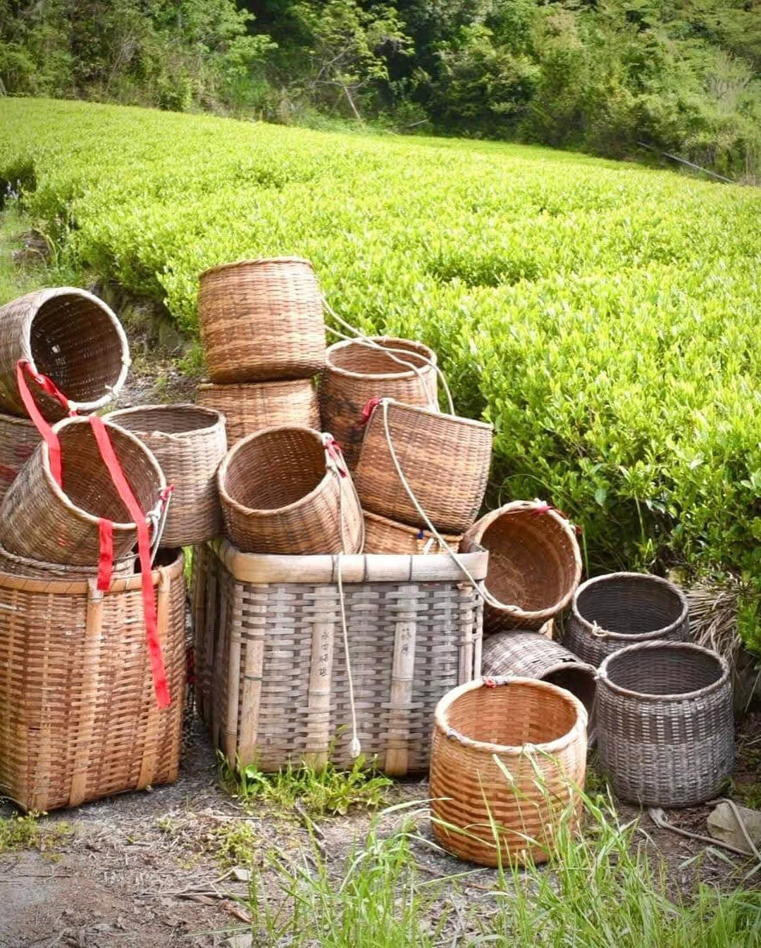 #0117.S5 Ayumi Farms (Cyittorattu): Handpicked Shizuoka Sencha (Ultra Micro Lot, Limited Edition) 手と手で紡ぐ「手摘み煎茶」 30g