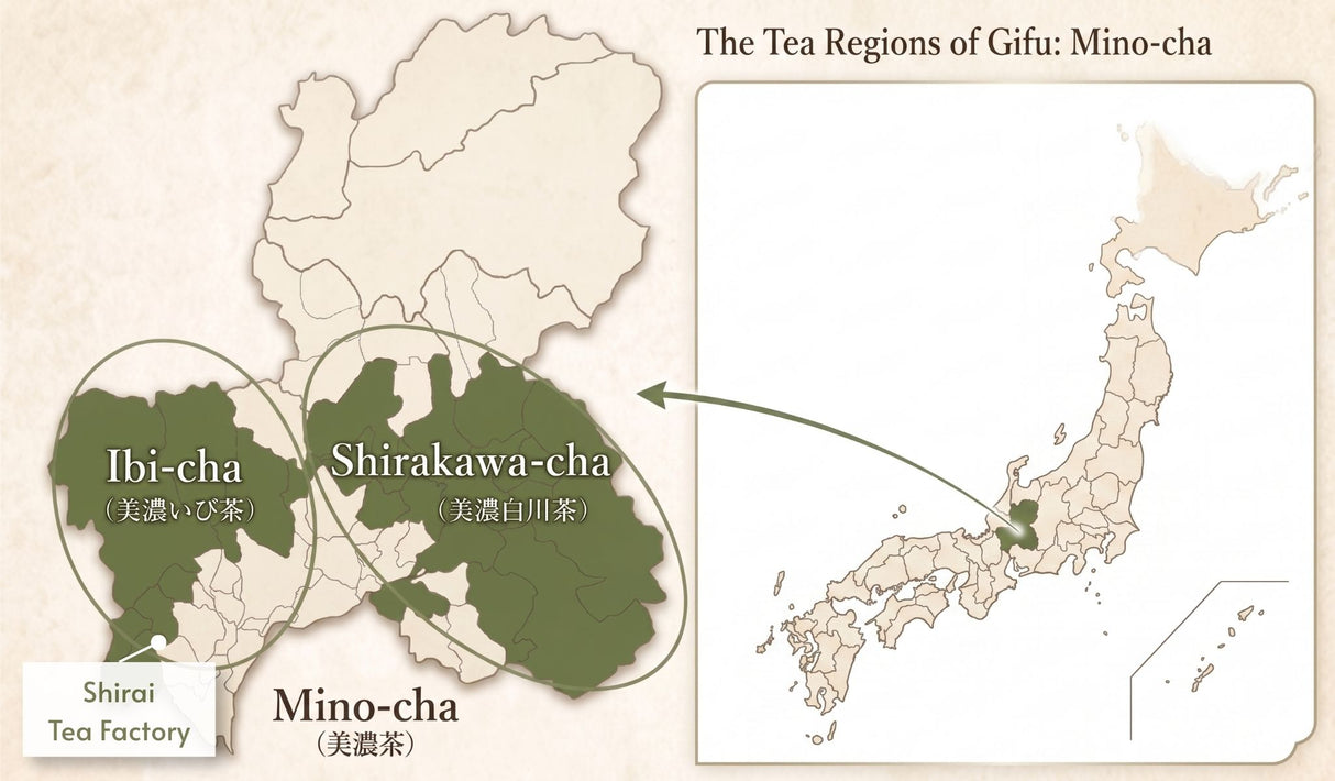 #1082.G1 Shirai Tea Factory: Matcha "Mino no Kaori" Premium Barista Grade - Stone Mill Ground