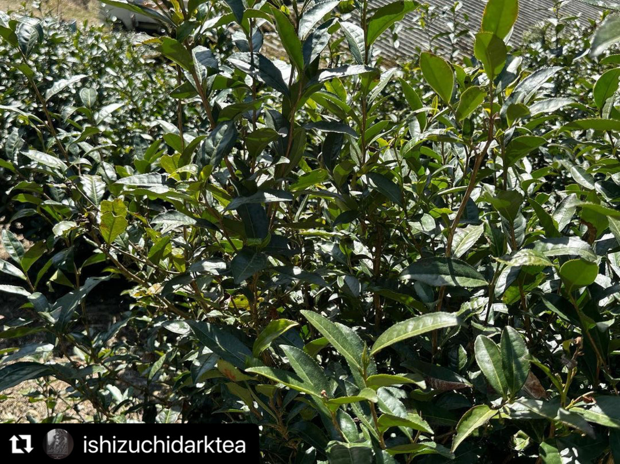 #0601.E1 石鎚黒茶(3年以上熟成) - 愛媛県産発酵黒茶 - EH002