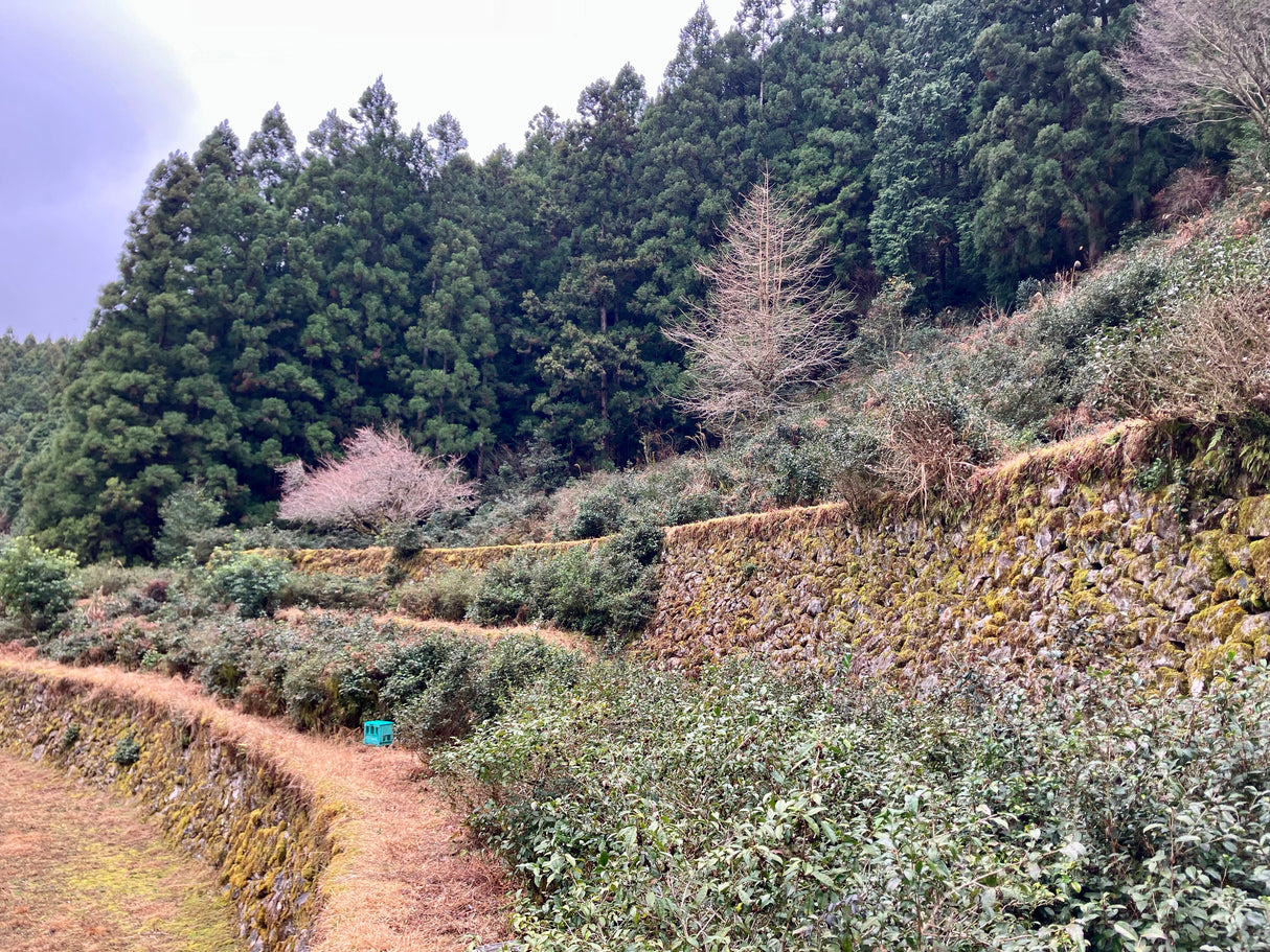 #0834.T2 Shishikui Kancha from Tokushima Prefecture - Handpicked by Farmer Akemi Ishimoto