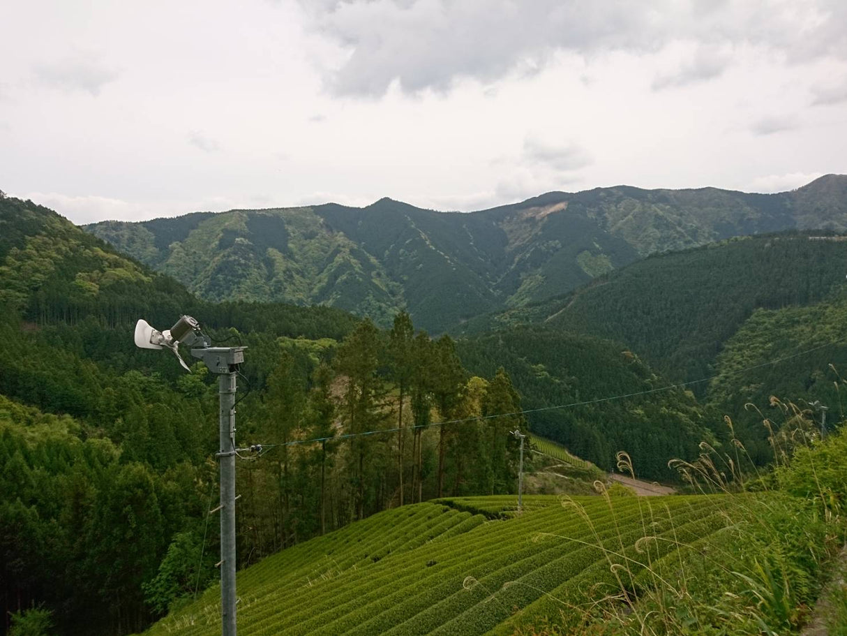 #0469.S5 松本修:マイクロバッチ煎茶 単一品種 幸春