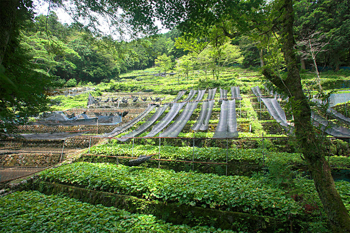 Kameya Foods: Farm Direct Wasabi Chazuke - Seasoning for Rice Tea Soup