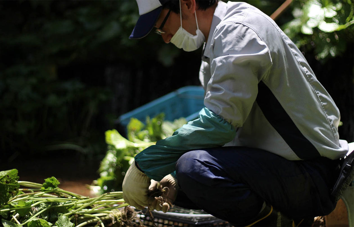 Kameya Foods: Farm Direct Wasabi Chazuke - Seasoning for Rice Tea Soup