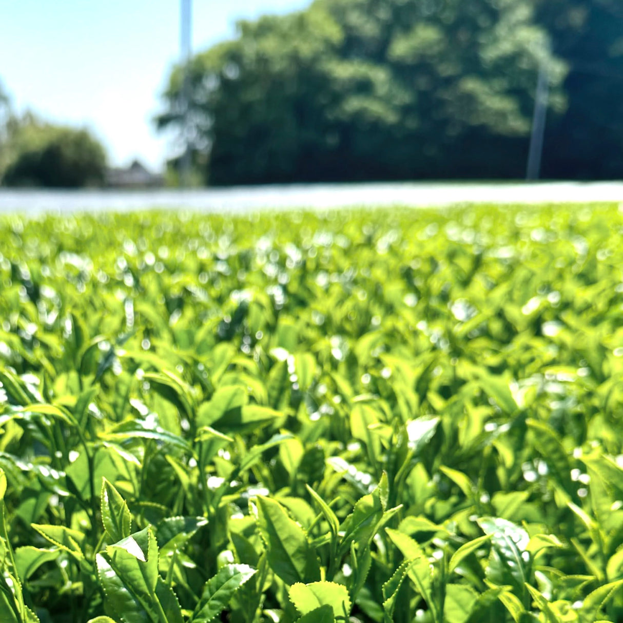 #0324.S2 Hiraoka Tea Garden: 2025 Shincha - Premium Grade Sencha "Sakura" 特上煎茶「桜」