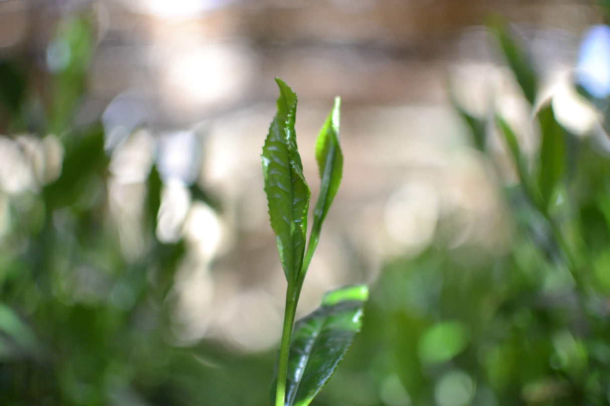 #0398.S5 Kanes Tea: 2025 Honzu No. 5 - Competition Grade Asamushi Sencha from Kawane, Shizuoka