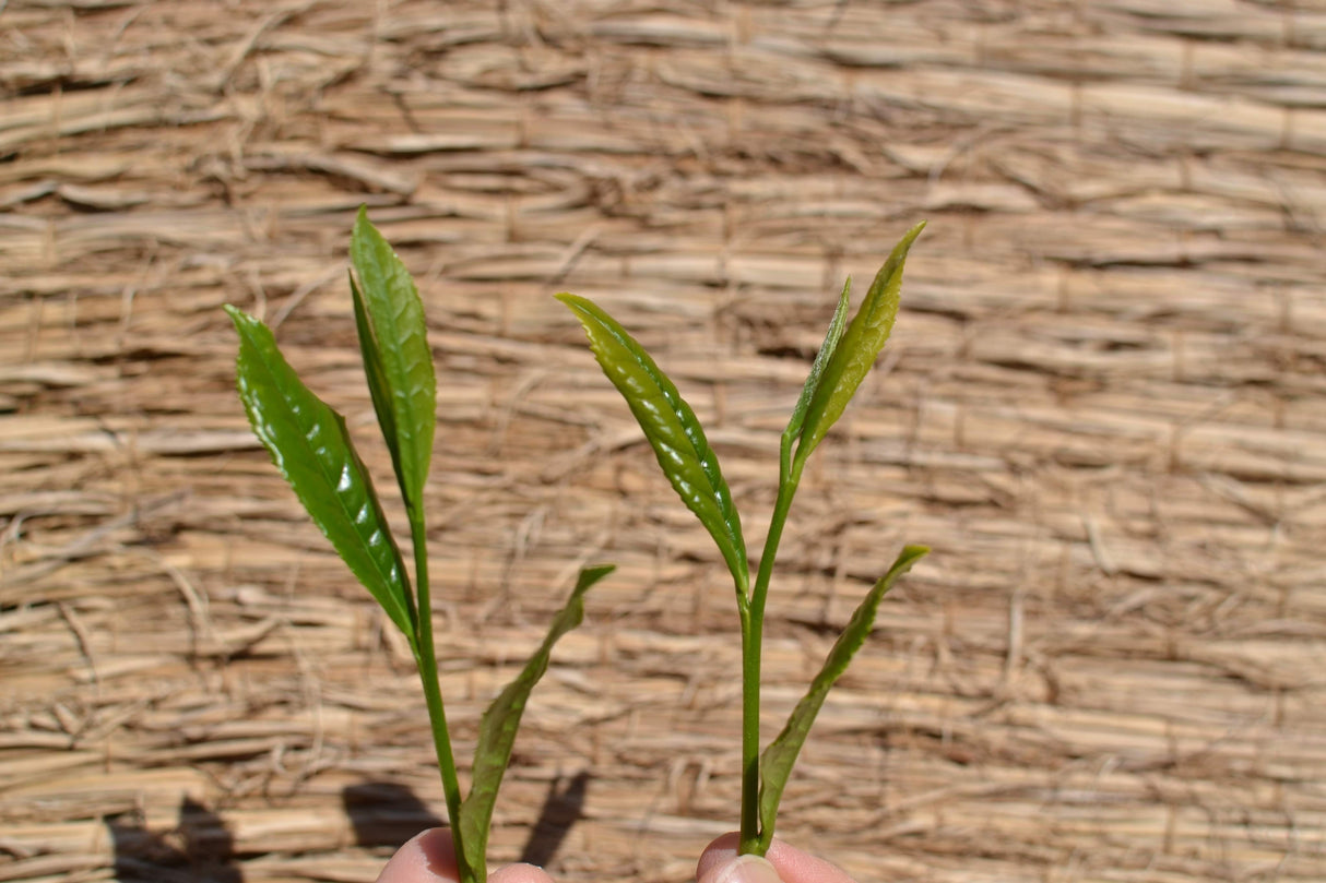 #0398.S5 Kanes Tea: 2025 Honzu No. 5 - Competition Grade Asamushi Sencha from Kawane, Shizuoka