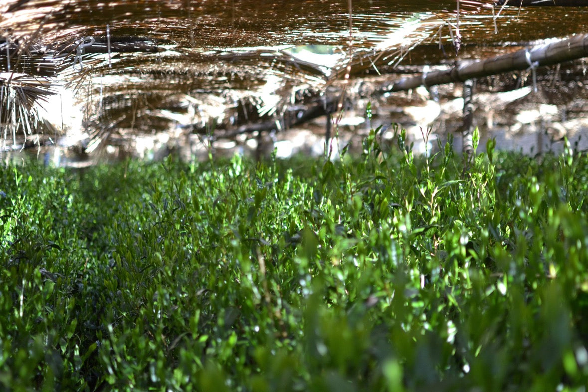 #0398.S5 Kanes Tea: 2025 Honzu No. 5 - Competition Grade Asamushi Sencha from Kawane, Shizuoka