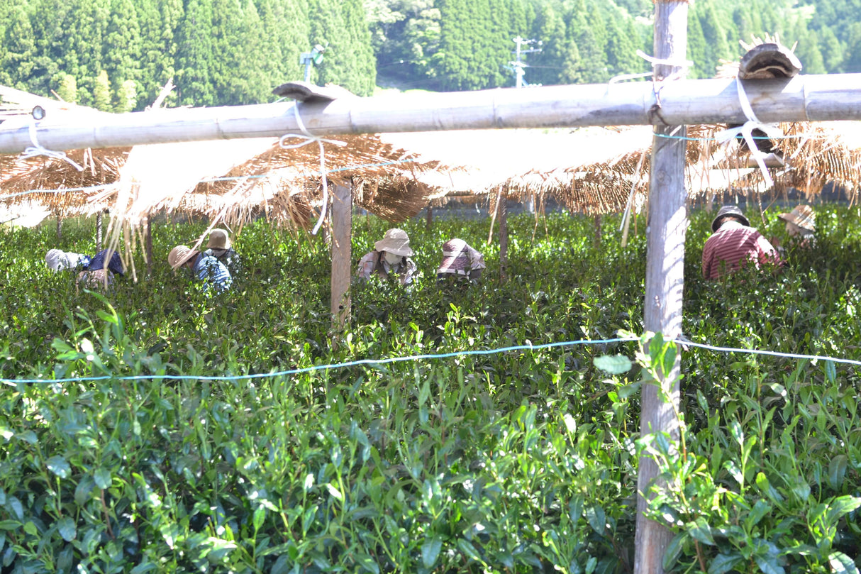 #0398.S5 Kanes Tea: 2025 Honzu No. 5 - Competition Grade Asamushi Sencha from Kawane, Shizuoka