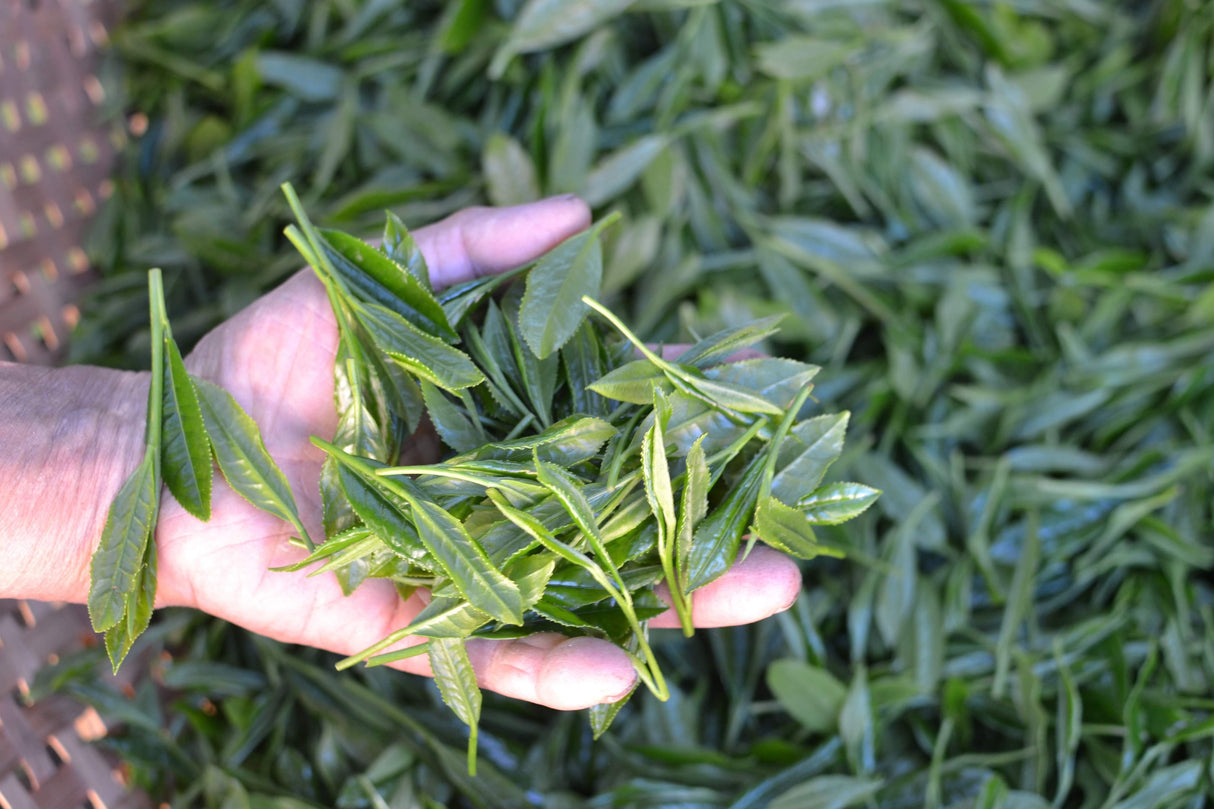 #0398.S5 Kanes Tea: 2025 Honzu No. 5 - Competition Grade Asamushi Sencha from Kawane, Shizuoka