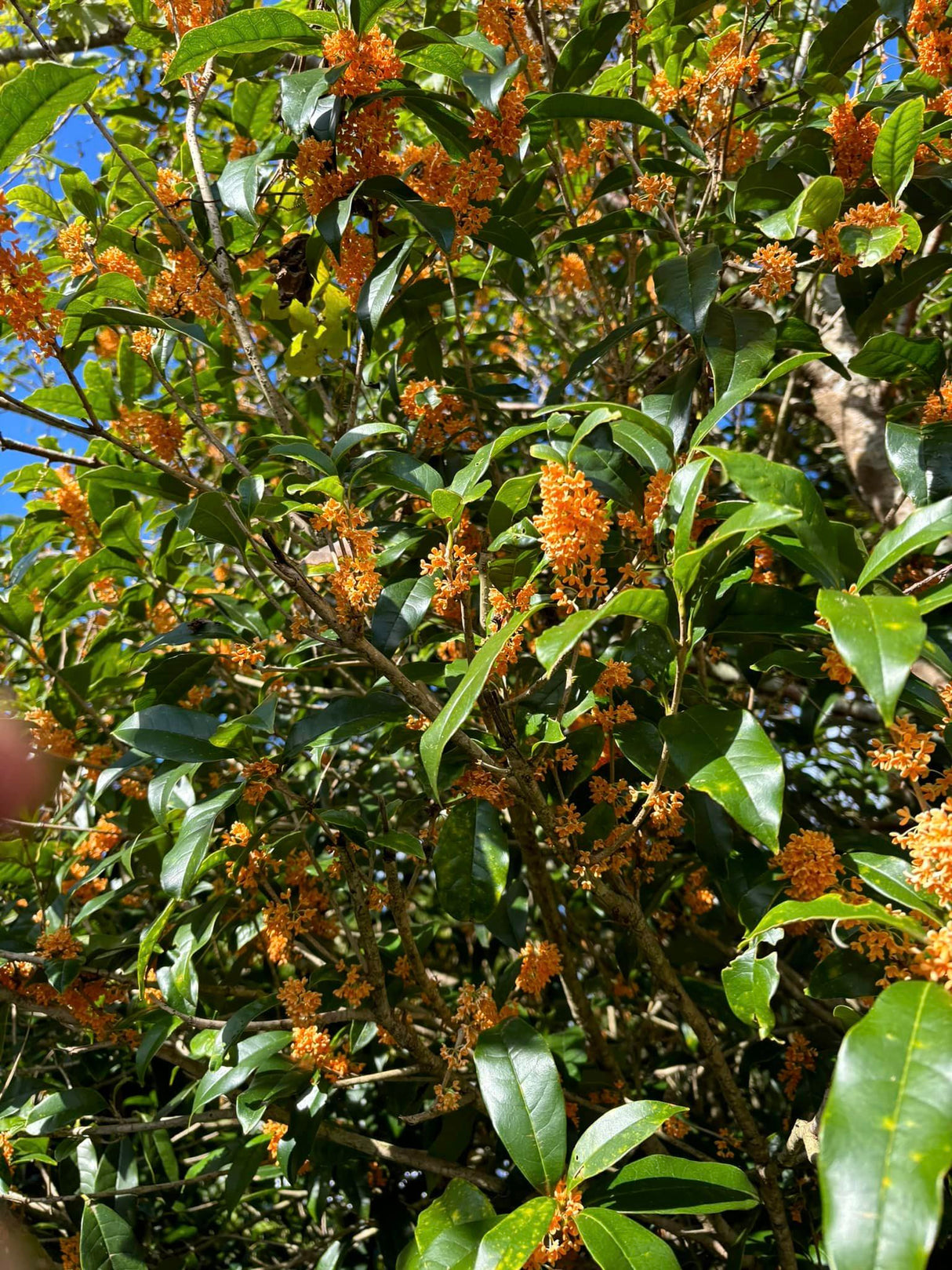 #0837.K5 かじはら茶園: シングルエステート 金木犀香る紅茶 (和紅茶) 金木犀和紅茶