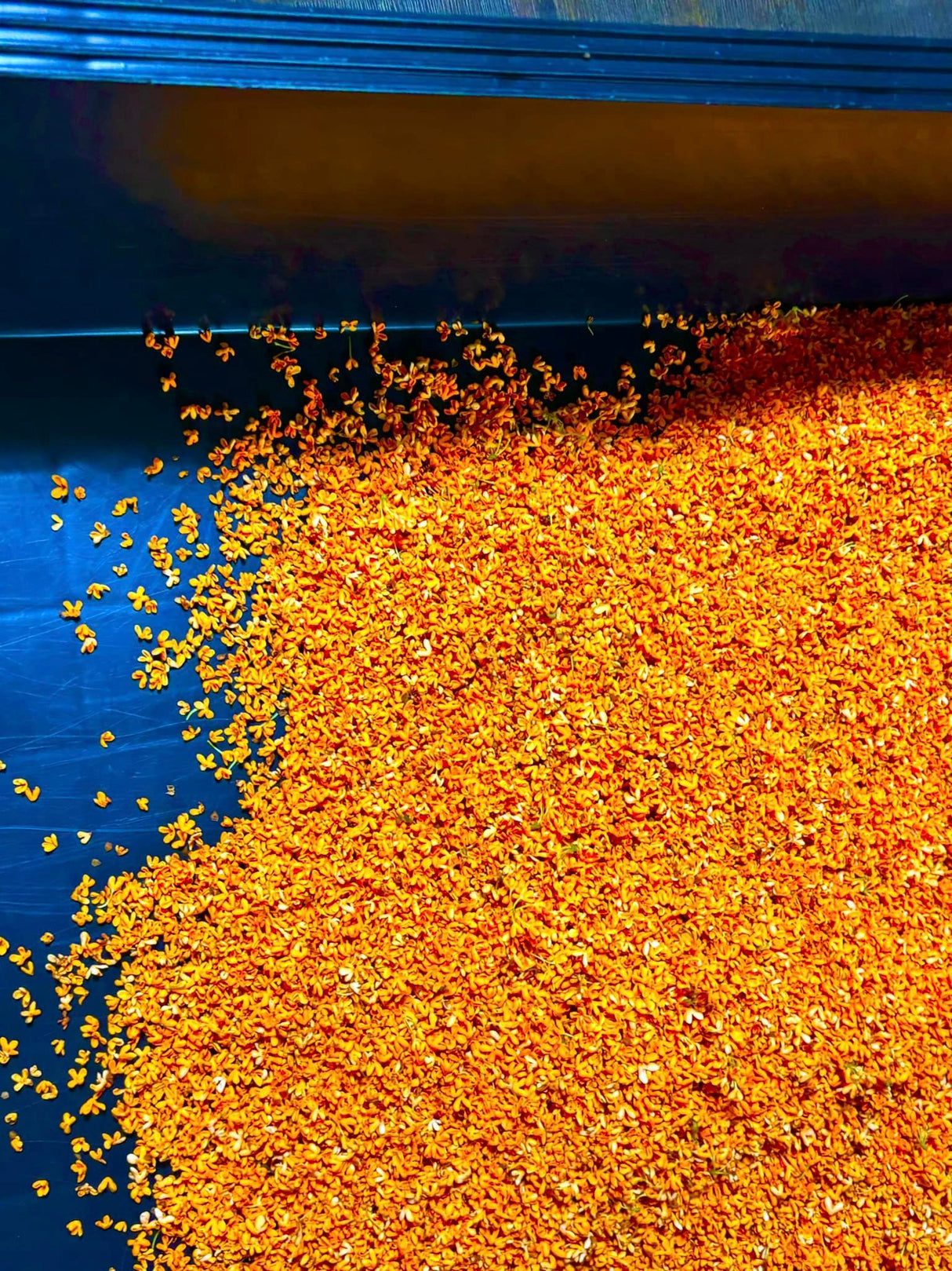 #0837.K5 かじはら茶園: シングルエステート 金木犀香る紅茶 (和紅茶) 金木犀和紅茶