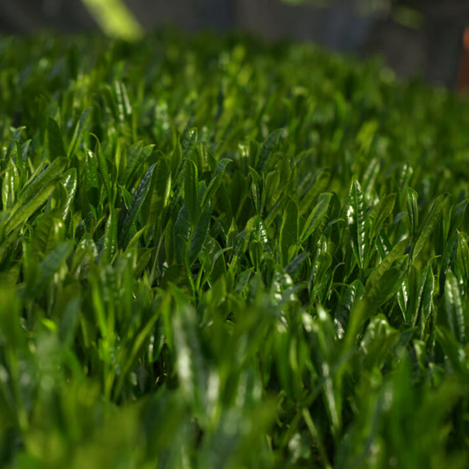 #1055.G1 Nitta Tea Factory: Imperial Sencha