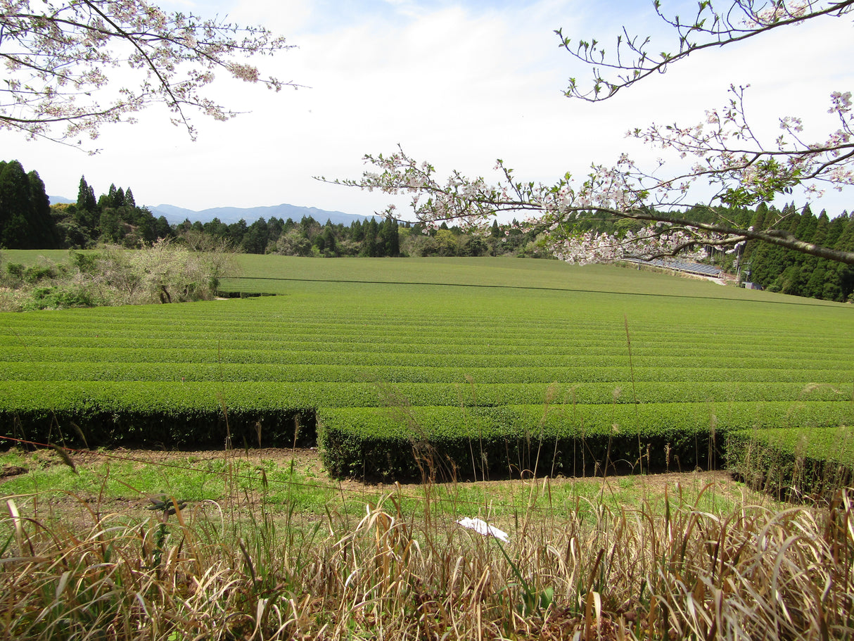 #0786.TX Yunomi.Matcha: Naturally Grown - Naruto - Premium Barista Grade