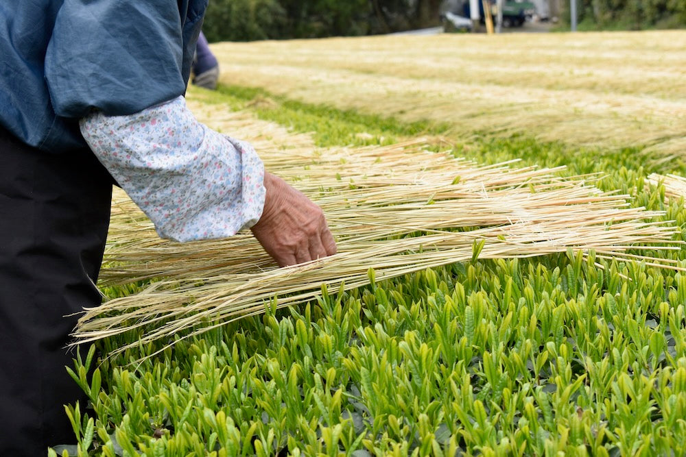 #0287.K2 Furuichi Seicha: Warakake - Straw Shaded Fukamushicha by Farmer Kuwazuru Sumiyoshi わらかけ