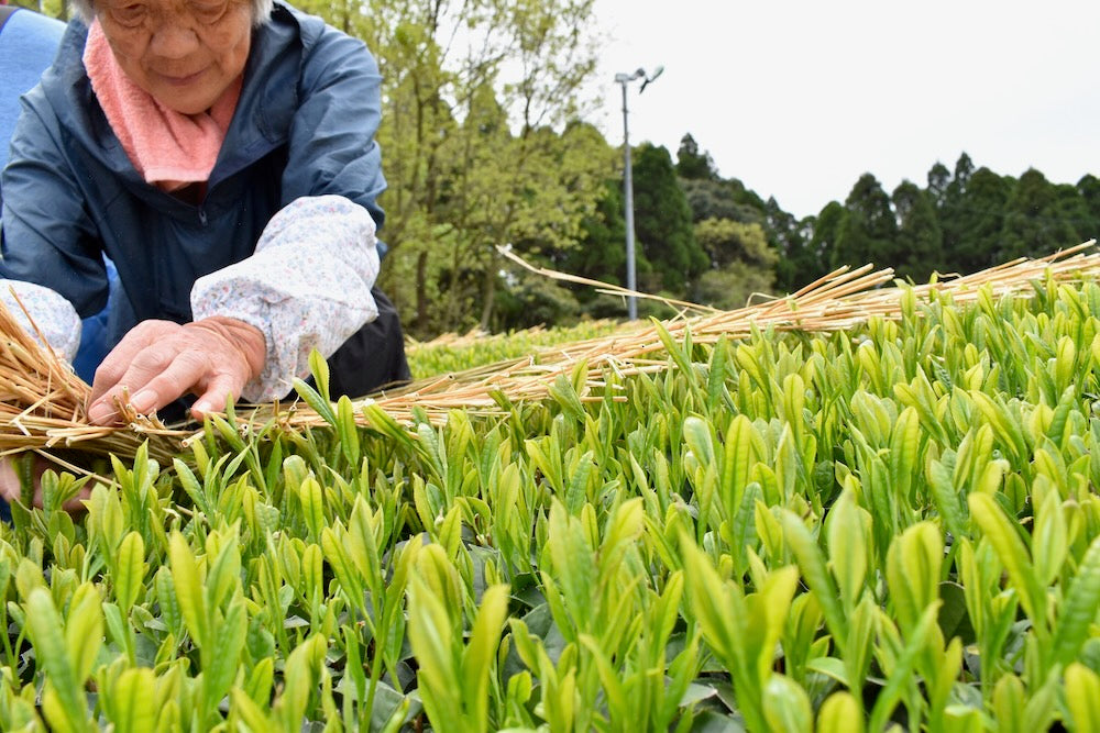 #0287.K2 Furuichi Seicha: Warakake - Straw Shaded Fukamushicha by Farmer Kuwazuru Sumiyoshi わらかけ