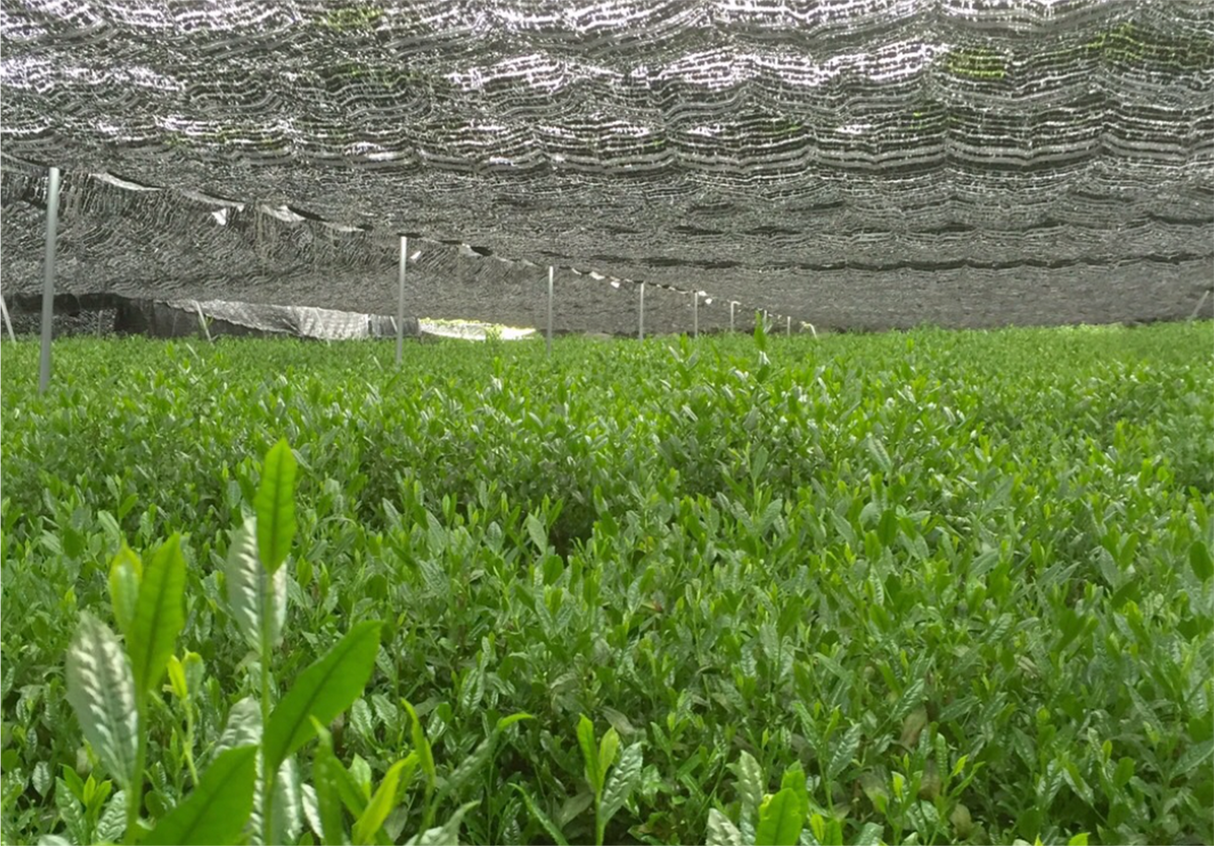 #0678.K6 辻木: 限定品 コンペティショングレード (モダンヘリテージ) 宇治抹茶、さみどり単一品種、京都の茶農家 辻清春作 (20g) 辻喜の抹茶さみどり