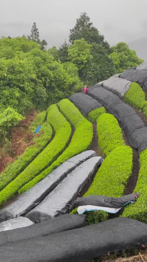 Sencha, Tencha, Matcha Tea Processing Machinery