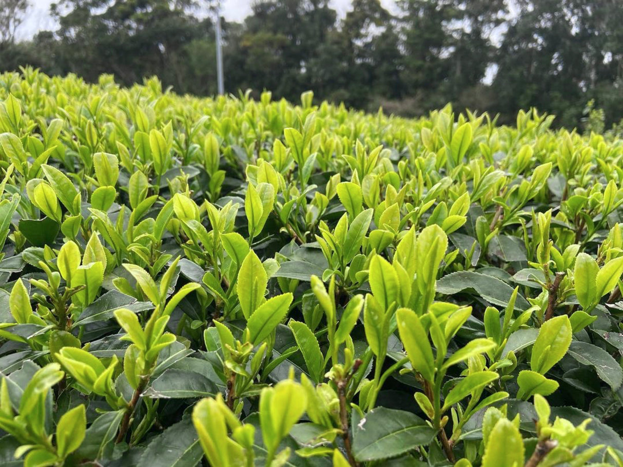 ( While Supplies Last ) #0330.K2 Iba Yu Tea Garden: Tanegashima Single Cultivar Sencha - Kuritawase (micro batch, limited)