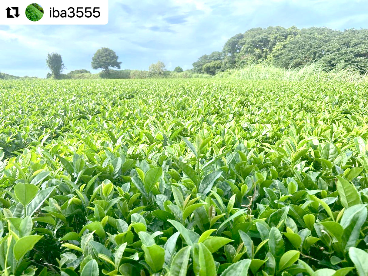 ( While Supplies Last ) #0330.K2 Iba Yu Tea Garden: Tanegashima Single Cultivar Sencha - Kuritawase (micro batch, limited)