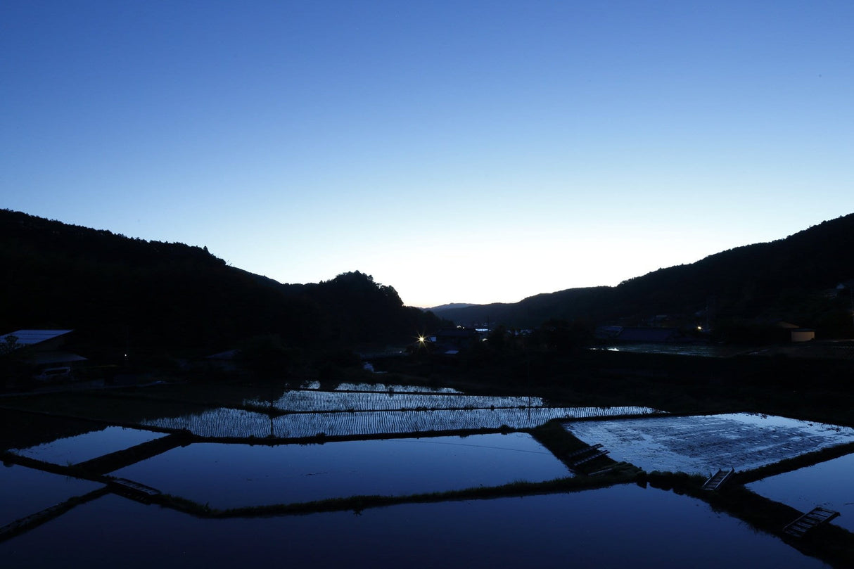 Kameya Foods: Farm Direct Wasabi Chazuke - Seasoning for Rice Tea Soup - Yunomi.life