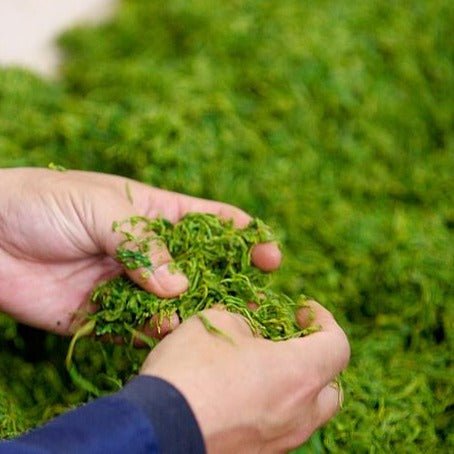 Kunitomo: Riguricha Choshunka - The Ancient Rose - Handpicked Kamairicha 2014 / 2018 / 2019 / 2020 - Yunomi.life