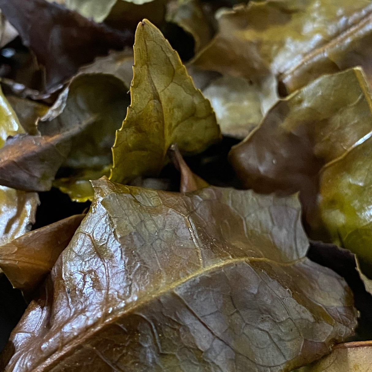 Mitocha NR006: Makibi Kancha Firewood Winter Green Tea (Aged) 薪火寒茶 - Yunomi.life