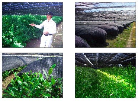 Nishide Premium Selection: Gyokuro Samidori by The Nishikawa Tea Farm 宇治田原西川茶園製玉露さみどり - Yunomi.life