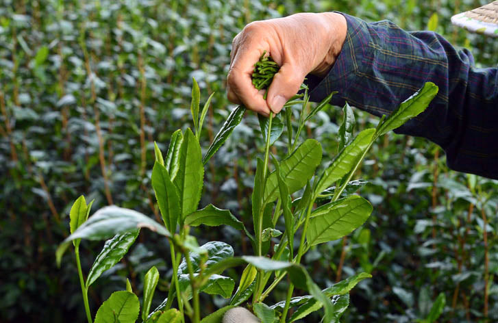 #0245.S2 Bizenya: #05 Haru - Handpicked Sayamacha White Tea, Fukumidori Cultivar 狭山白茶 白瑠(Haru)