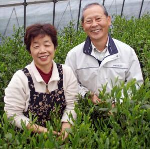 Yoshino Tea Garden: Horai Kincha Single Cultivar Sayama Golden Sencha Green Tea 蓬莱錦茶 - Yunomi.life