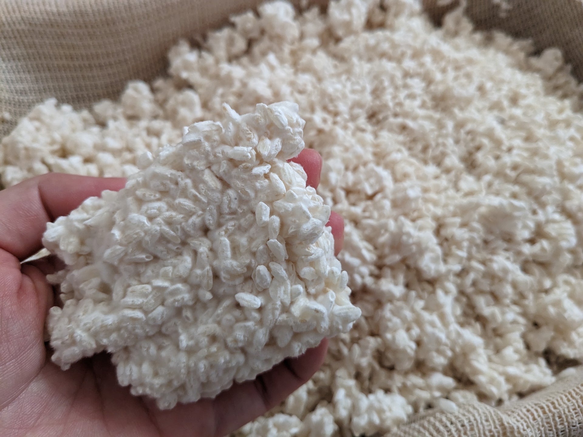 What's Koji and What Makes it so Special? – Yunomi.life