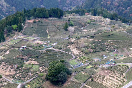 Ancient Mist Tea – Visiting Denroku Tea Garden, Home of “Tenku no Koraicha” in Kasuga, Gifu