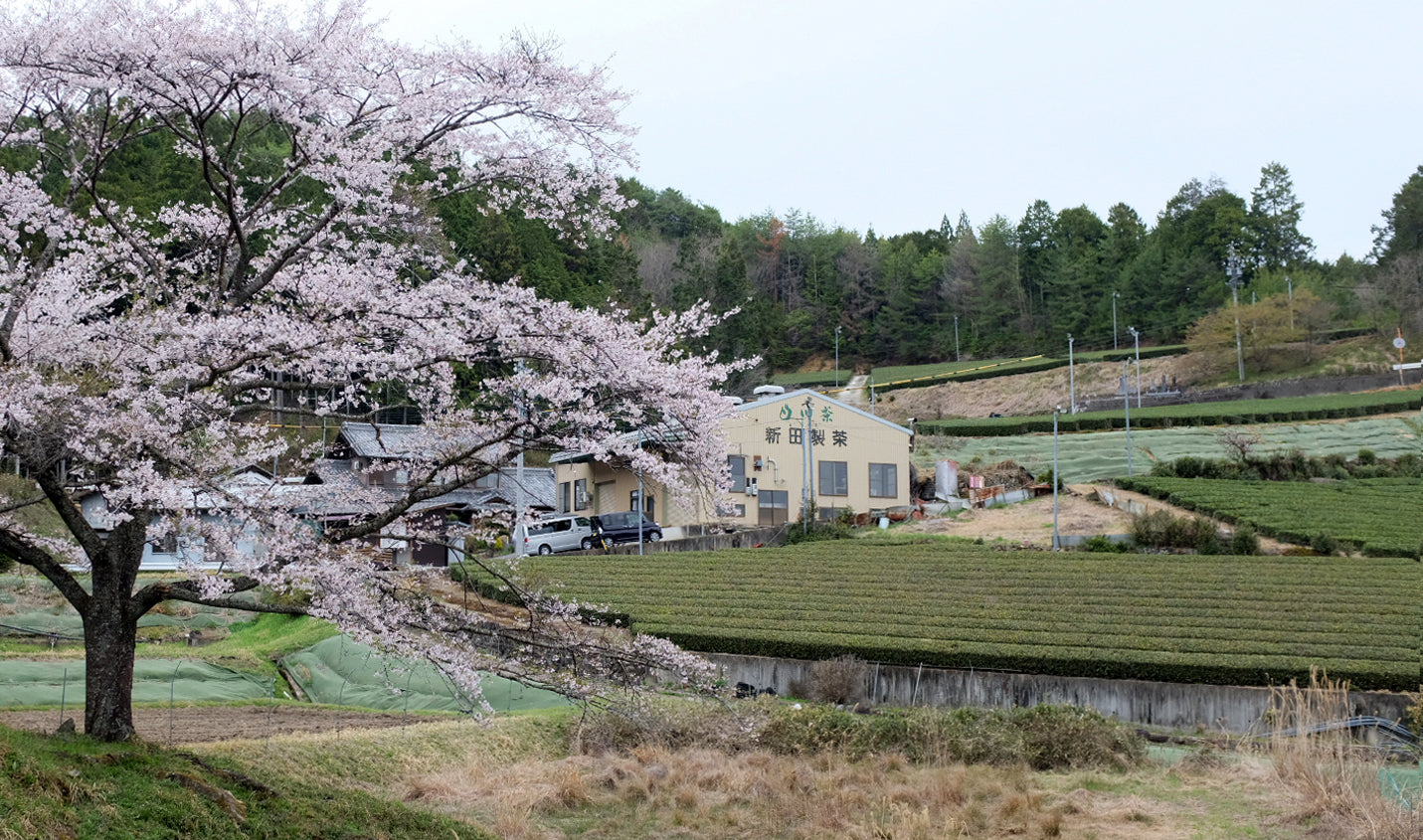 From Meiji Tradition to the Future: Visiting Nitta Tea Factory in Shirakawa, Gifu