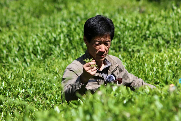 Japanese Tea Harvesting Methods